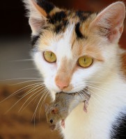 /album/obrazky/julca-jpg/