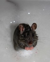 /album/obrazky/r-jpg/