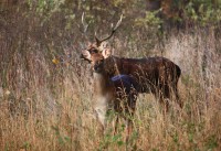 /album/obrazky/zidl-jpg/