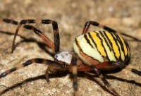 /album/obrazky/pav-jpg/